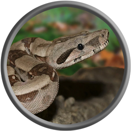 giant constrictor snake 5e in tonnels
